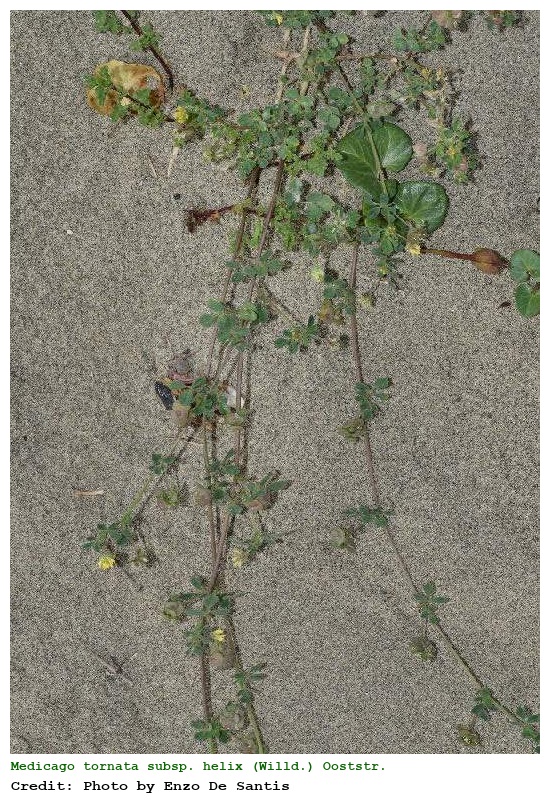 Medicago tornata subsp. helix (Willd.) Ooststr. & Reichg.